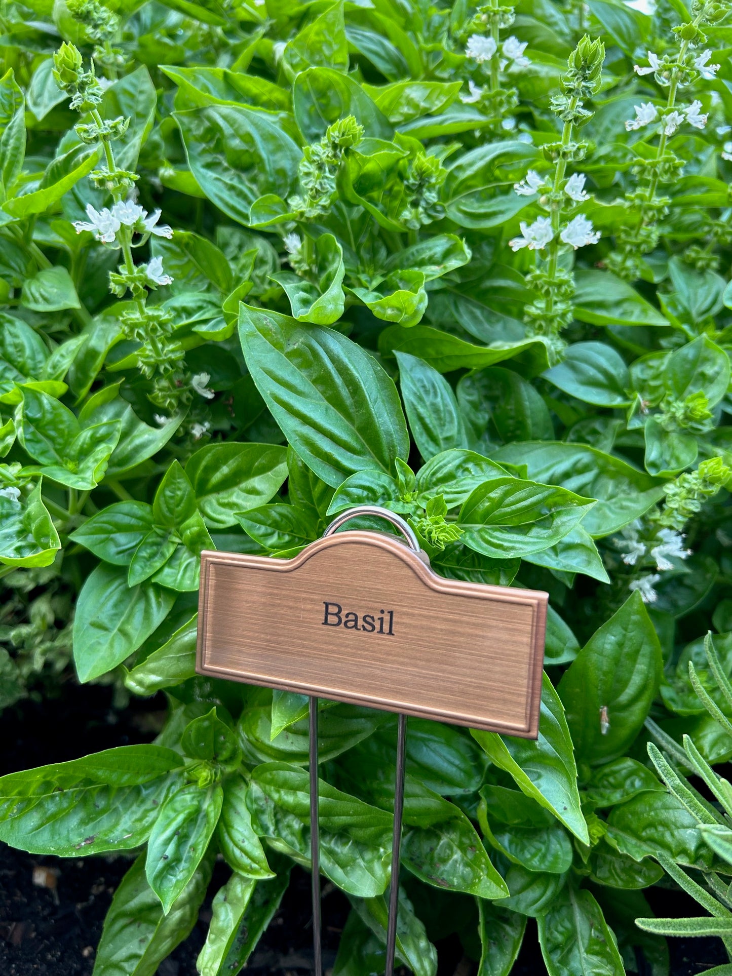 Engraved Plant Labels - Herbs, Veggies, and Fruits