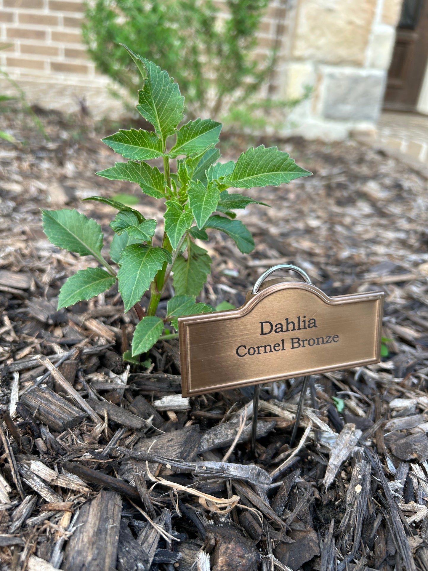 Engraved Plant Labels - Flowers
